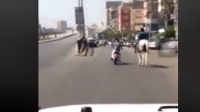 فيديو | عضة أسد ولا نظرة حسد 