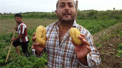  محصول البطاطس الأكثر جذبا للعملة الصعبة.. هل يستخدم  لضرب السوق المحلي