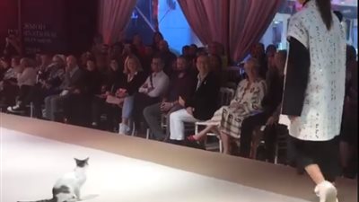بقيت مشهور ياعم.. شاهد قط يخطف الأنظار في عرض أزياء شهير 
