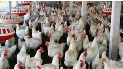 نقدم أسعار الدواجن واللحوم في اسواق البحيرة اليوم 29- 10- 2018