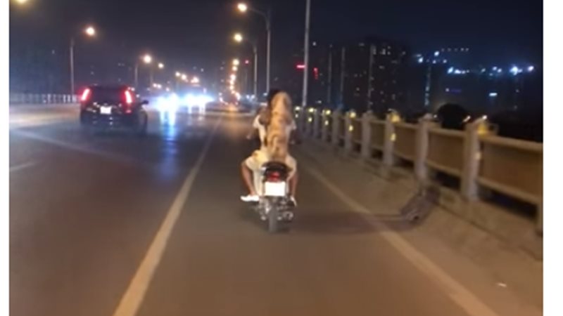 سائق وقطط 