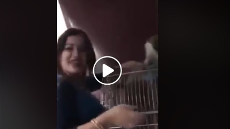 التحرش بقرد