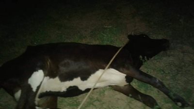 لجنة من الطب البيطري ومعمل البحوث لبحث نفوق الثروة الحيوانية في الفرافرة