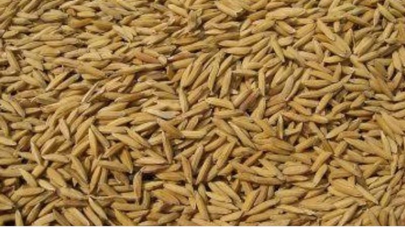 ضبط 10 طن أرز شعير