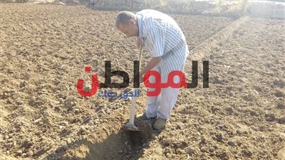 فيديو وصور.. يستعد فلاحين سوهاج لموسم زراعة القمح هكذا!