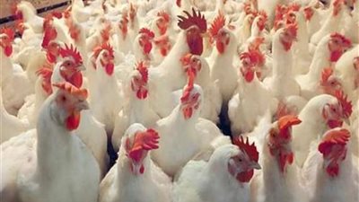 تباين في أسعار الدواجن بالفيوم الاثنين.. والبلدي بـ 34 جنيهًا