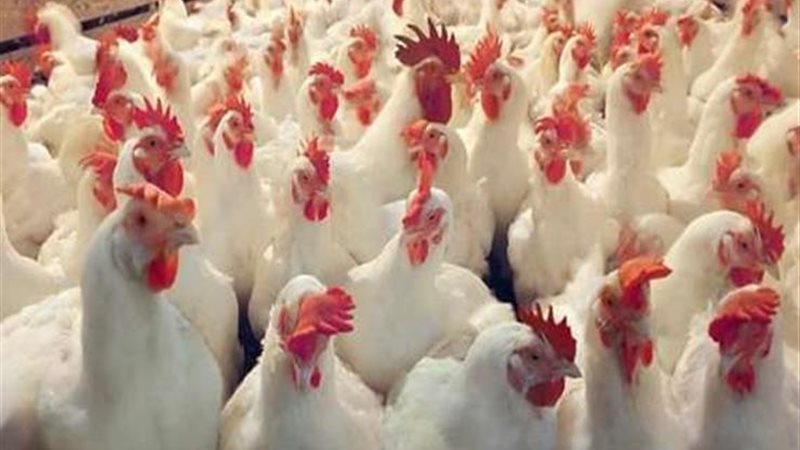 أسعار الدواجن بالفيوم