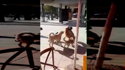 خناقة كلاب.. لن تتوقع ماذا فعل رجل لفض مشاجرة بين كلبين !!
