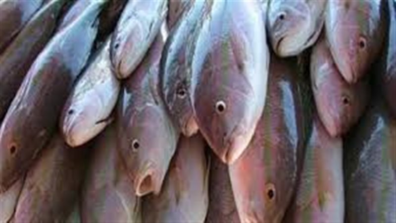 أسعار اللحوم والأسماك-سوهاج