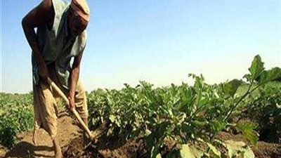 هذه المحاصيل الشتوية التي تم زراعتها في كفر الشيخ