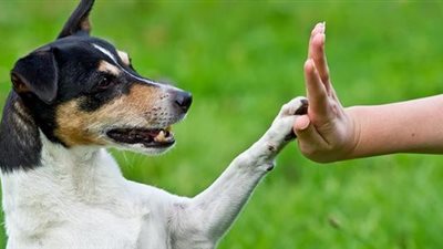 يارتني كنت انا ياشيخ .. كلب في جولة سياحية لـ 24 ولاية!
