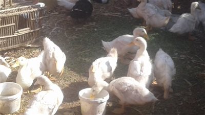 أسعار البط البلدي والحمام بأسواق بني سويف.. تعرف عليها