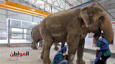 فيديو.. لأول مرة.. مستشفى خاص للفيلة في الهند