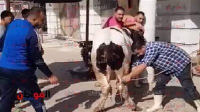 لاعبو الزمالك يذبحون عجلا قبل مواجهة الداخلية 