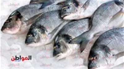 أسعار الأسماك اليوم الثلاثاء 20 نوفمبر 2018