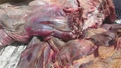 ضبط 65 كيلو لحوم مذبوحة خارج السلخانة بالحامول