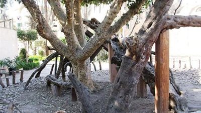 تتجول البركة بين أغصانها...5 أشجار مقدسة في الوطن العربي
