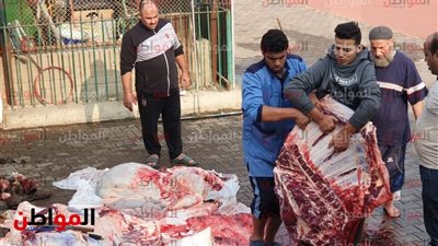 صور.. الأهلي يذبح عجلًا لفك النحس