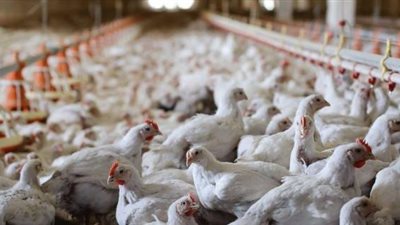 مدير عام الطب البيطري بكفر الشيخ: لا يوجد إصابات بإنفلونزا الطيور