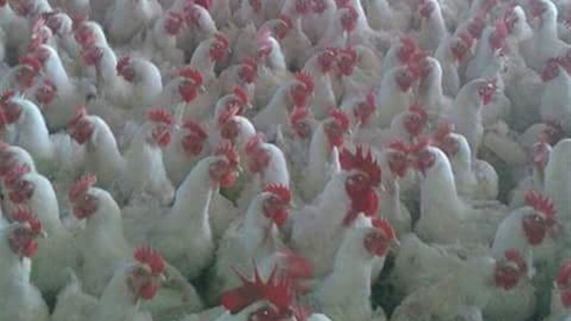 أسعار الدواجن اليوم