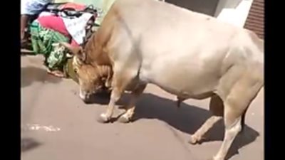 في مشهد صادم .. ثور يتسبب في سقوط امرأة 