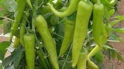 انخفاض أسعار الباذنجان والفلفل والطماطم بأسواق بني سويف 