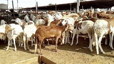 3342 إنذارًا لمزارعي الداخلة لرفع سياج الحقول ونقل الحظائر ومخلفات النخيل