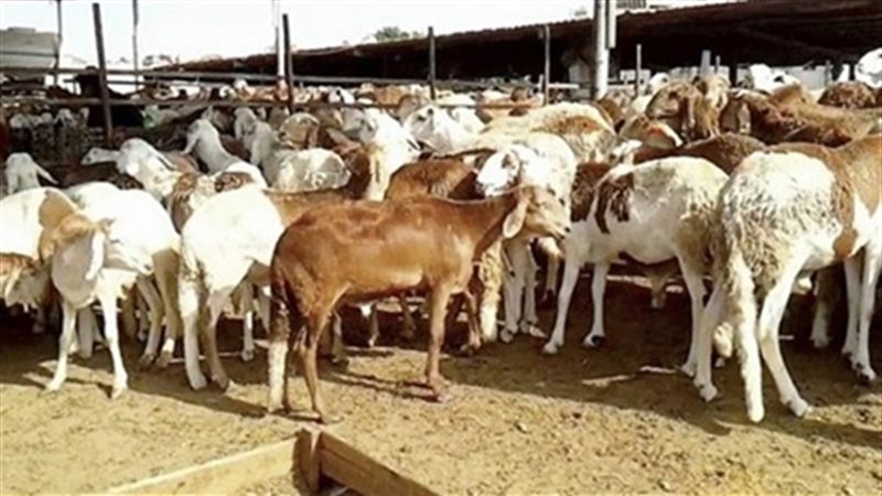 3342 إنذارًا لمزارعي