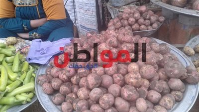 فيديو وصور.. تعرف على أسعار الخضروات بأسواق بني سويف 