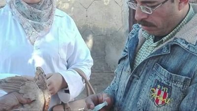 تحصين 450 طائر ضد أنفلونزا الطيور في محافظة البحيرة