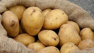 انخفاض أسعار تقاوي البطاطس