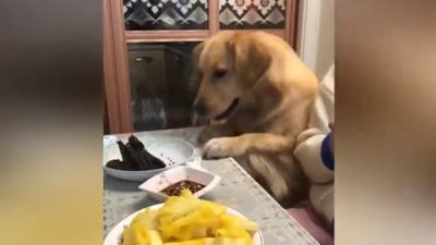 كلب ابن ناس ..  شاهد ماذا فعل ليحصل على طعامه من مالكته !