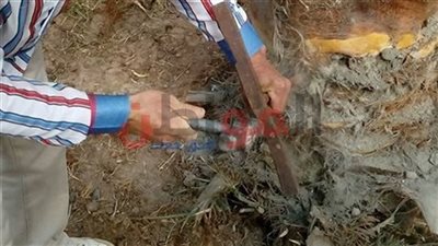 زراعة 2000 فدان قمح وفحص 130 ألف نخلة ضد الإيدز بواحة باريس