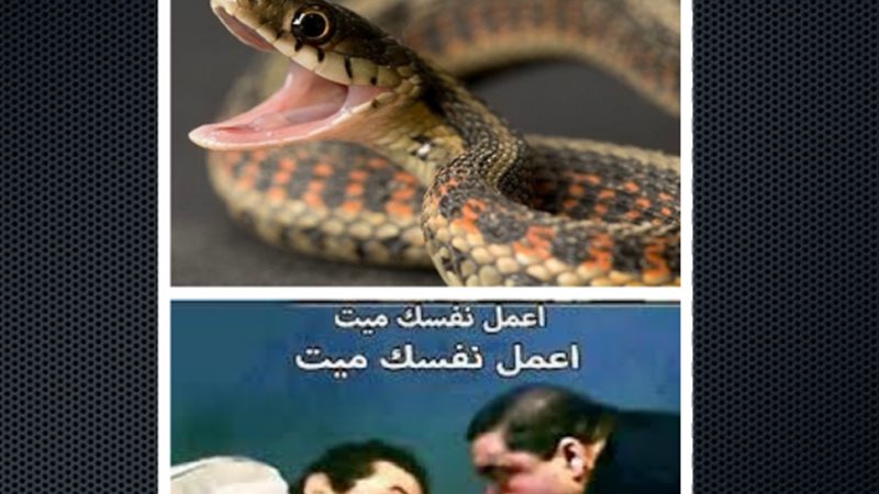 مصارعة بين ثعبان
