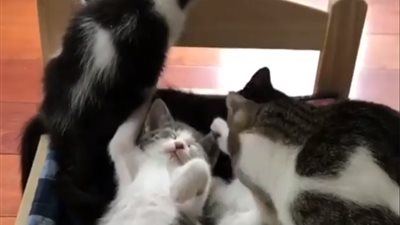 ضحك ولعب وحب.. لن تصدق تصرف مجموعة من القطط مع بعضها 
