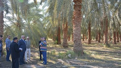 تطوير محطة البحوث الزراعية في الوادي الجديد 