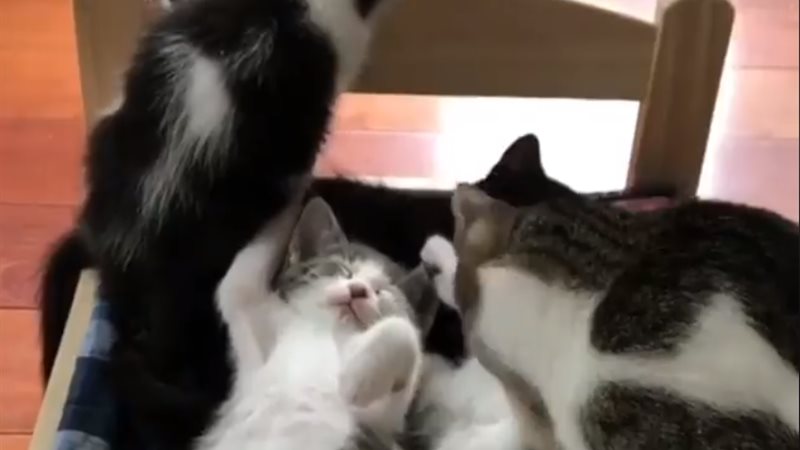 لن تصدق تصرف مجموعة