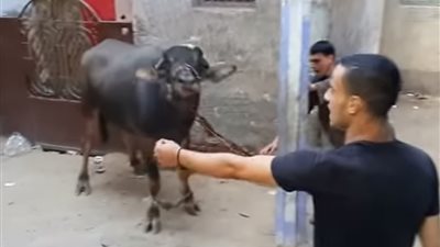 اجري يلا انت وهو.. عجل يتسبب في فزع منطقه بأكملها 