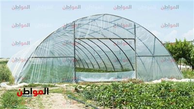 الصوب الزراعية وتحقيق الأمن الغذائي.. وزارة الزراعة تشرح الأمر 