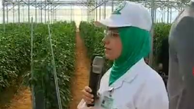 المهندسة المسئولة عن البيت الزراعي المحمي 45 F : تربية النباتات بطريقة رأسية لهذا السبب