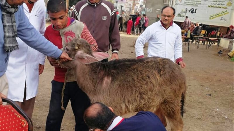 قافلة بيطرية بالشرقية