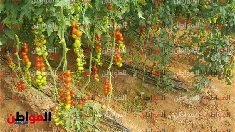 رشا مجدى ومشروع الصوب