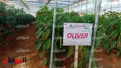   لماذا مشروع الصوب الزراعية فى العاشر هو الأكبر عالميًا.. إعلامية تُجيب