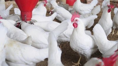 الدواجن تستقر على أسعار أمس في نشرة الأحد 30 ديسمبر 2018