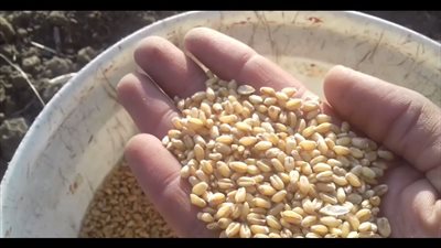 تعرف على حقيقة استيراد وزارة الزراعة لشحنة قمح مسرطن 