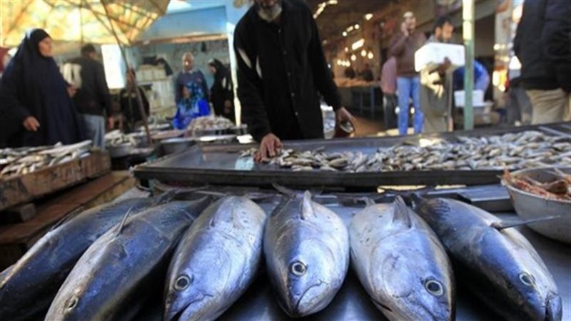 سعر السمك البلطي