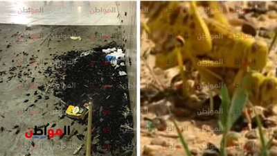 صرصور الليل يتبارك بالمسجد الحرام.. ماذا حدث في الكعبة؟