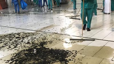بعد انتشار صراصير الليل في الحرم .. تعرف على أضرارها للإنسان والنبات
