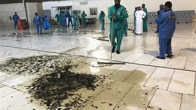 رواد السوشيال ميديا يتراجعون: صرصور الليل في الحرم المكي ليس غضبًا من الله 