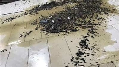 خبير يكشف سبب انتشار صرصور الليل بعد تواجدها في الحرم المكي 